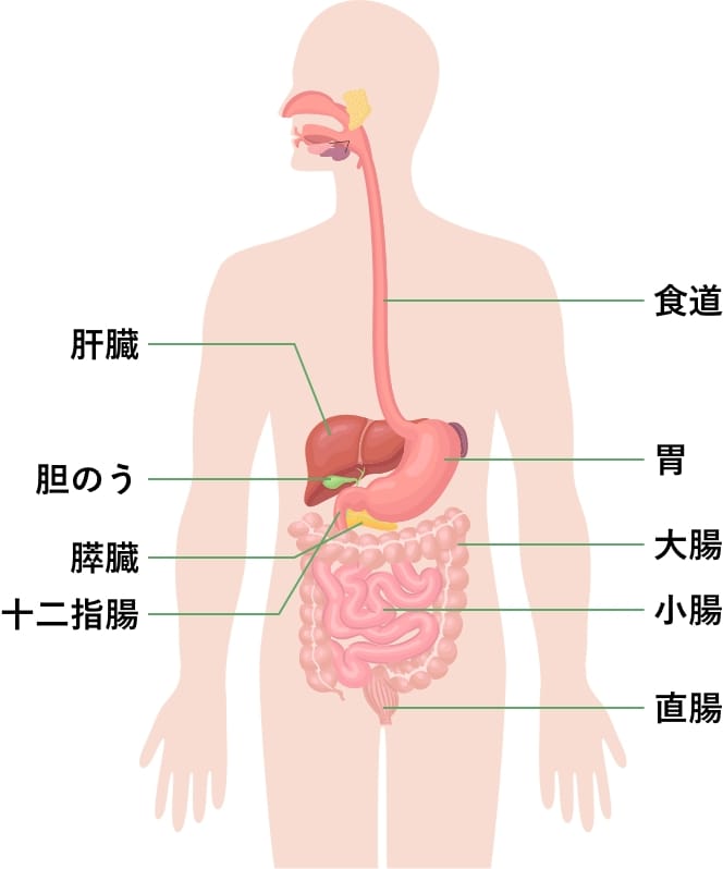 消化器・肝臓センター