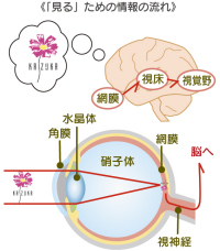 「見る」ための情報の流れ