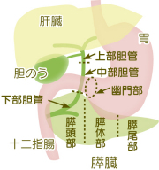 膵臓がんの機能温存手術