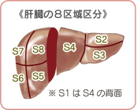 肝臓の8区域区分