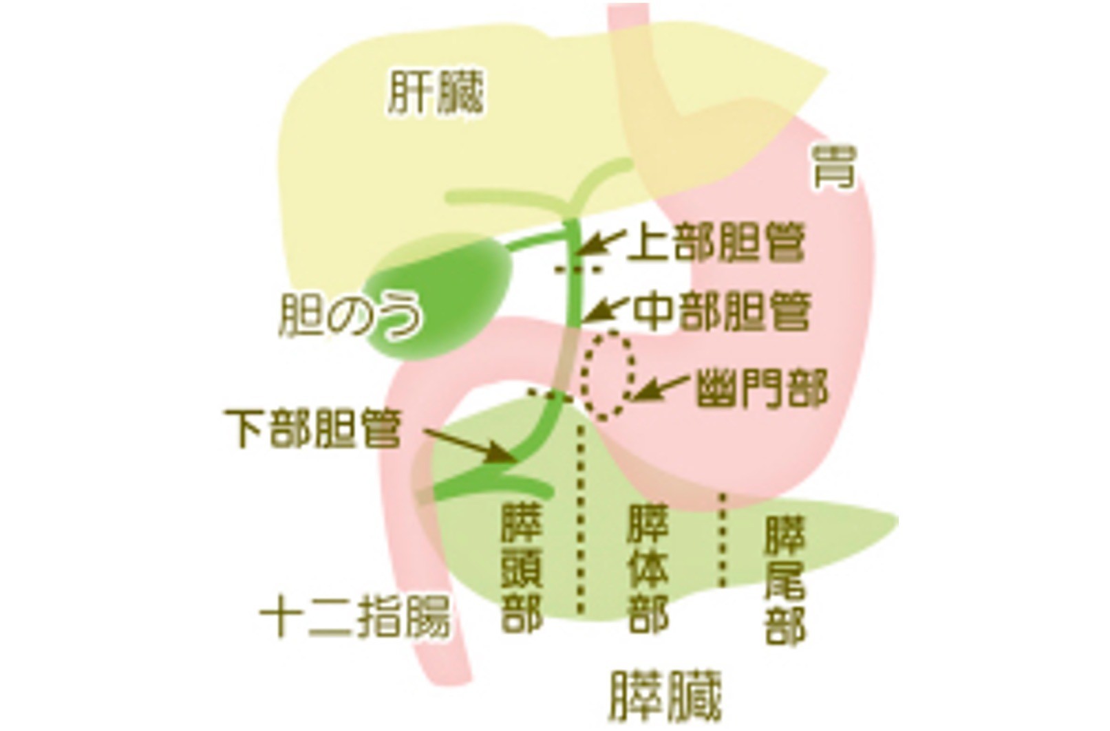 「外科・消化器外科の機能温存手術」について の画像