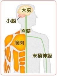 神経内科の画像